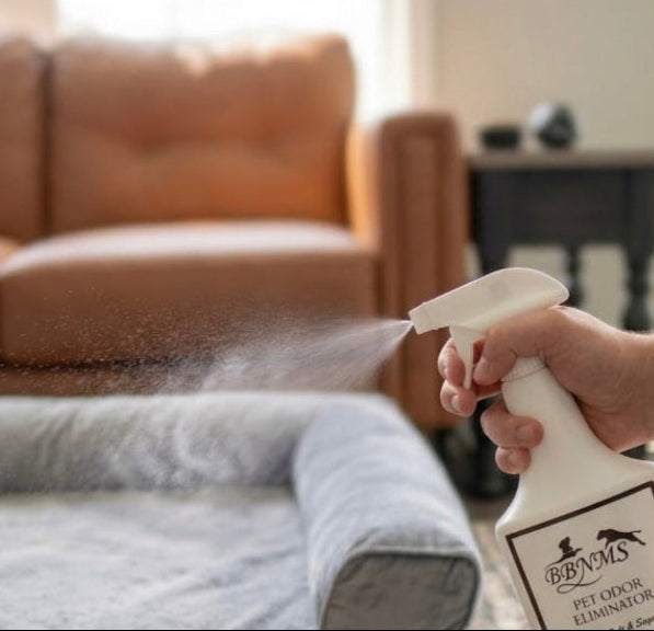 A hand holding a white spray bottle labeled BBNMS Pet Odor Eliminator sprays a light gray pet bed in a living room with a blurred tan leather sofa in the background.