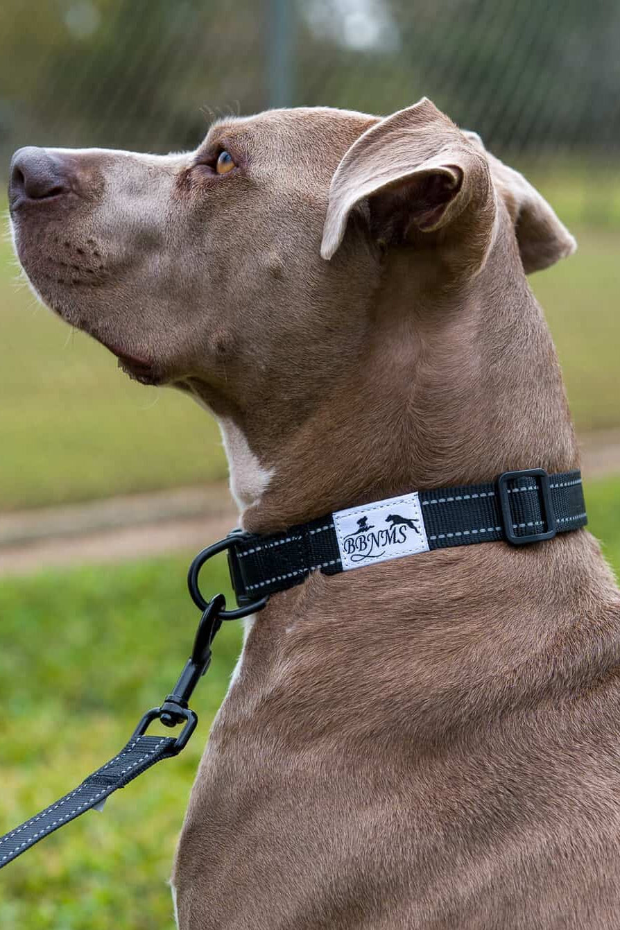Dog wearing a collar with a visible brand logo in an outdoor setting.
