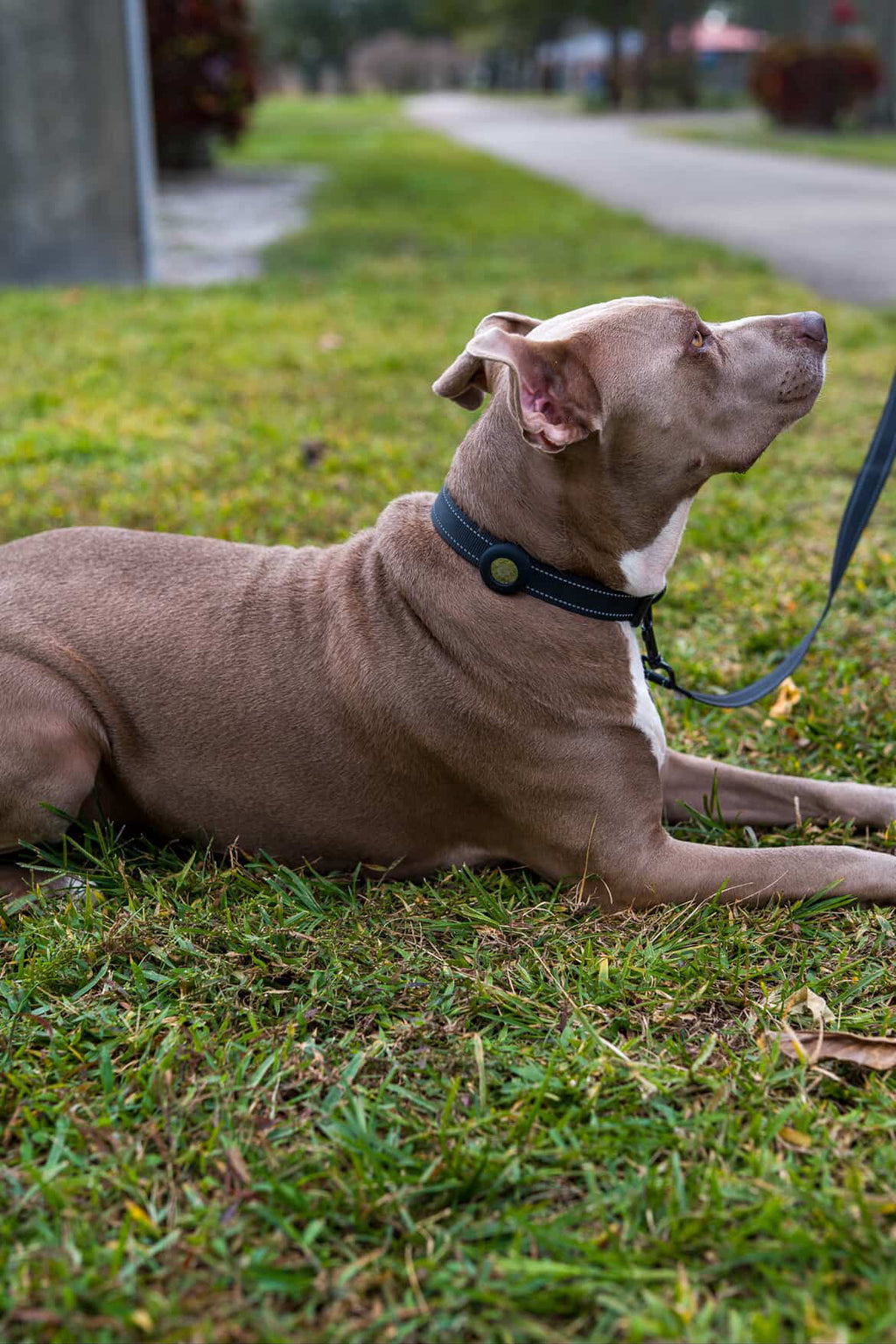 Brown large dog laying on grass with a BBNMS AirTag collar on, a matching leash is attached leading out of frame. 