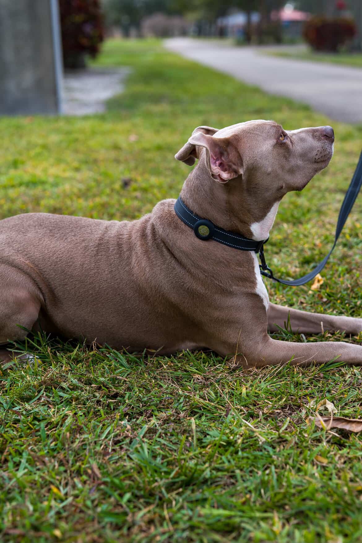 Brown large dog laying on grass with a BBNMS AirTag collar on, a matching leash is attached leading out of frame. 