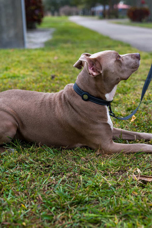 Brown large dog laying on grass with a BBNMS AirTag collar on, a matching leash is attached leading out of frame. 
